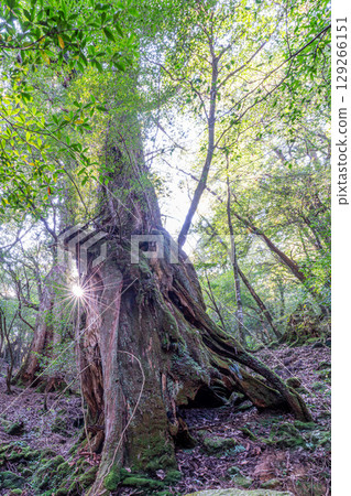 屋久島白谷雲水峽屋久杉雷神(11 月) 屋久島白谷雲水峽屋久杉雷神(11 月) 129266151