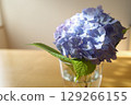 Blue hydrangea 129266155