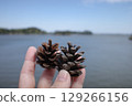 Friendly pine cones and the sea 129266156