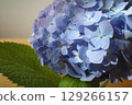 Hydrangea blooming in the rainy season 129266157