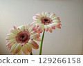 Gerbera petals 129266158