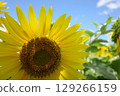 A healthy sunflower 129266159