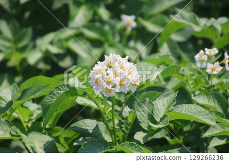 Potato flowers in early summer (Bihoro, Hokkaido) 129266236