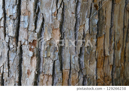 Rough tree bark with deep cracks and natural textures. 129266238
