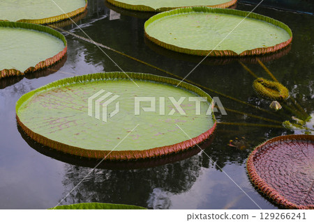 Victoria or giant waterlily is a genus of water-lilies 129266241