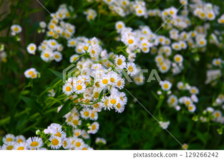Eastern daisy fleabane (Erigeron annuus) in full bloom Eastern daisy fleabane (Erigeron annuus) in full bloom 129266242
