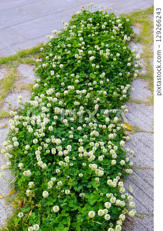 White clover flowers blooming beside a walkway. White clover flowers blooming beside a walkway. 129266243