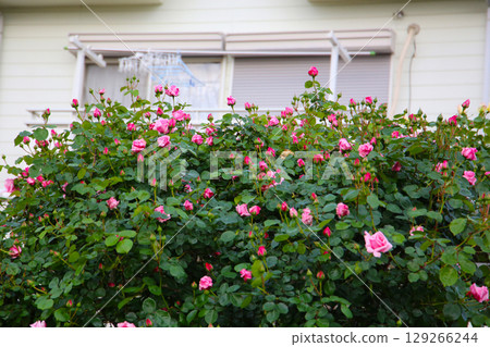 A beautiful rose bush in a public park in Japan A beautiful rose bush in a public park in Japan 129266244