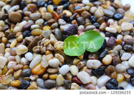 Fresh gotu kola leaves on pebbles. Fresh gotu kola leaves on pebbles. 129266255