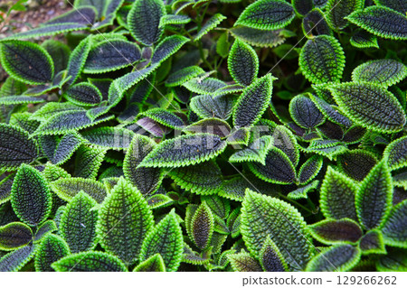 Pilea involucrata Moon Valley, Black and green leaves 129266262