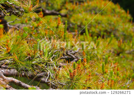 Pine tree branches with young cones, in a public park in Japan. 129266271