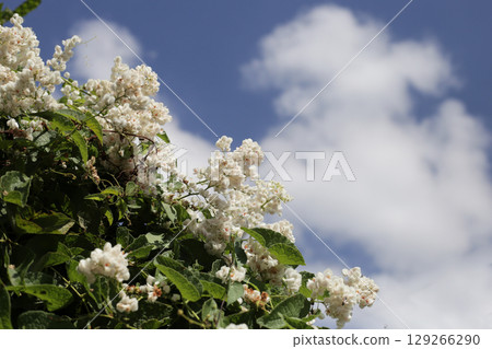 Coral vine, Mexican creeper, Chain of love, Pink vine, Honolulu Creeper 129266290