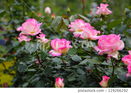 Beautiful pink roses in full bloom at the Japanese Rose Garden. 129266292