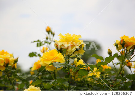 Beautiful yellow roses in full bloom at the Japanese Rose Garden. 129266307