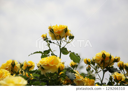 Yellow roses blooming in a Japanese public garden. 129266310