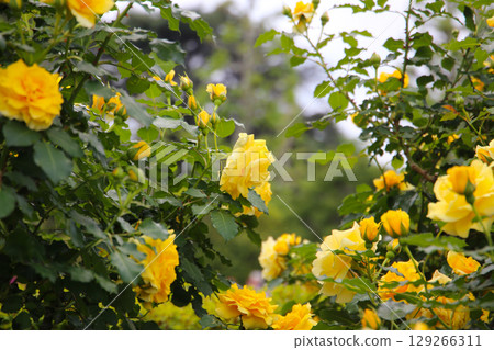 Yellow roses blooming in a Japanese public garden. 129266311