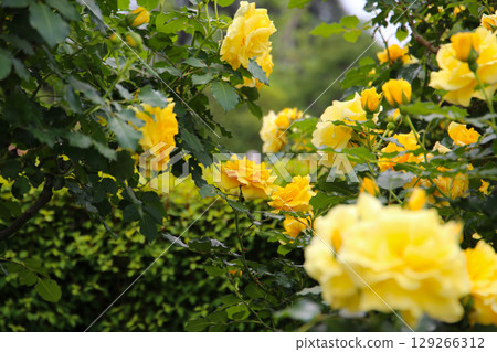Yellow roses blooming in a Japanese public garden. Yellow roses blooming in a Japanese public garden. 129266312