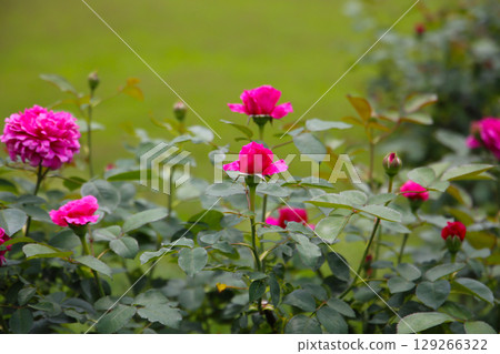 Beautiful roses in full bloom at the Japanese Rose Garden. 129266322