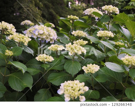 Hydrangeas blooming in the shade of the trees at Rikugien Garden 129266348