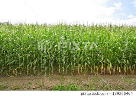 Shoot the scenery of a dent corn field in Imakane-cho, Hokkaido in summer Shoot the scenery of a dent corn field in Imakane-cho, Hokkaido in summer 129266404