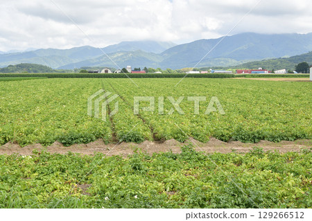 夏季拍攝北海道今金町收穫季節附近的馬鈴薯田 夏季拍攝北海道今金町收穫季節附近的馬鈴薯田 129266512