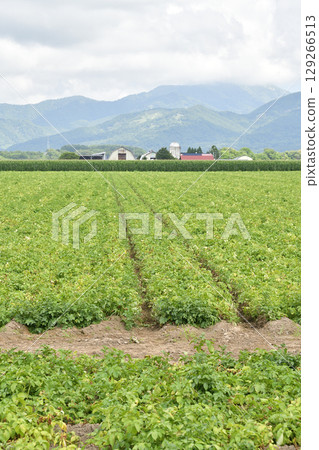 Photographing potato fields near harvest in Imakane Town, Hokkaido in summer Photographing potato fields near harvest in Imakane Town, Hokkaido in summer 129266513