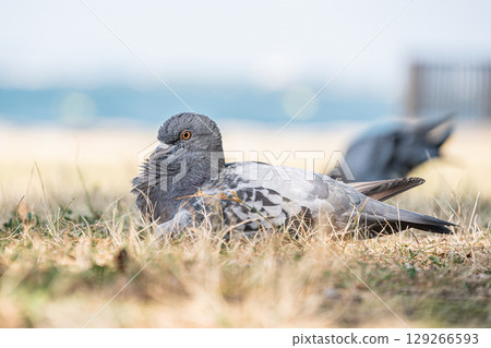 Pigeons relaxing by the lake Pigeons relaxing by the lake 129266593
