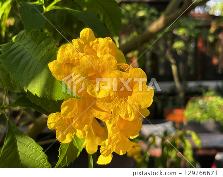 Yellow bell flowers in full bloom Yellow bell flowers in full bloom 129266671