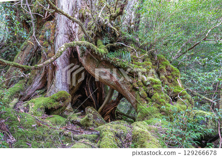 Noble Cedars and Yakusugi Cedars, Shiratani Unsuikyo Gorge, Yakushima (November) 129266678