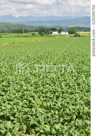 拍攝夏季北海道今金町甜菜田的景色 拍攝夏季北海道今金町甜菜田的景色 129266702