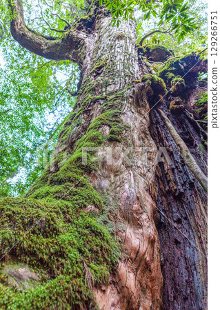 屋久島白谷雲水峽七株屋久杉（11 月） 129266751