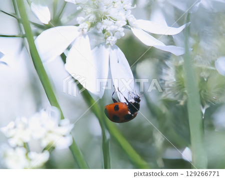 White flowers and ladybugs White flowers and ladybugs 129266771