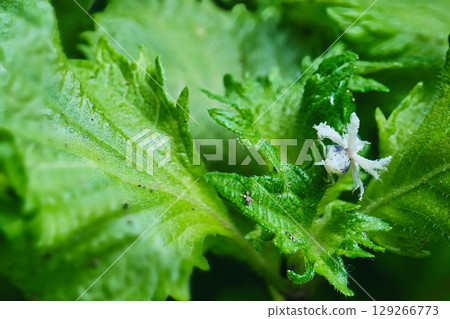 一隻蚱蜢幼蟲在繡球花上休息 129266773