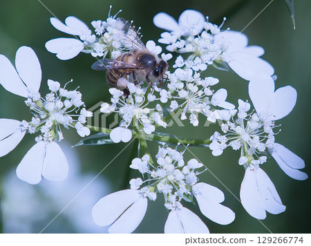 A honeybee resting on an orlea flower A honeybee resting on an orlea flower 129266774