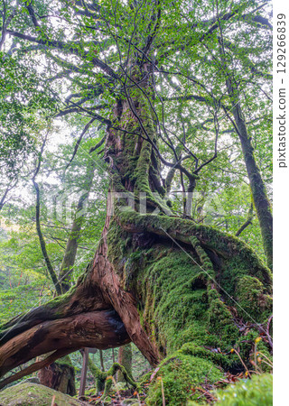 Three-legged Yakusugi Cedar, Shiratani Unsuikyo Gorge, Yakushima (November) 129266839