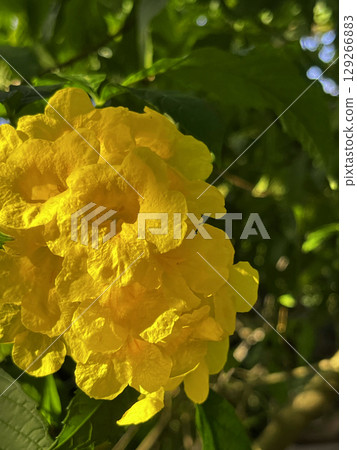 盛開的黃鐘花 盛開的黃鐘花 129266883