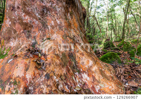 Himeshara, Yakushima National Park (November) 129266907