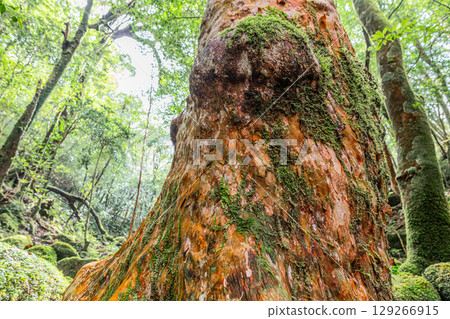 Himeshara, Yakushima National Park (November) Himeshara, Yakushima National Park (November) 129266915
