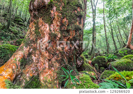 Himeshara, Yakushima National Park (November) Himeshara, Yakushima National Park (November) 129266920