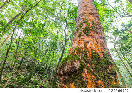 姬原、屋久島國立公園(11 月) 姬原、屋久島國立公園(11 月) 129266922
