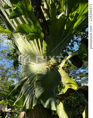 Staghorn fern plant parasitic on tree trunk Staghorn fern plant parasitic on tree trunk 129266971