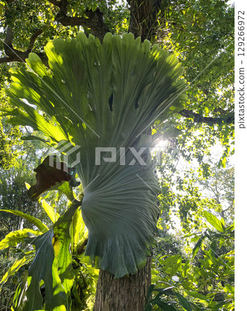 Staghorn fern plant parasitic on tree trunk Staghorn fern plant parasitic on tree trunk 129266972