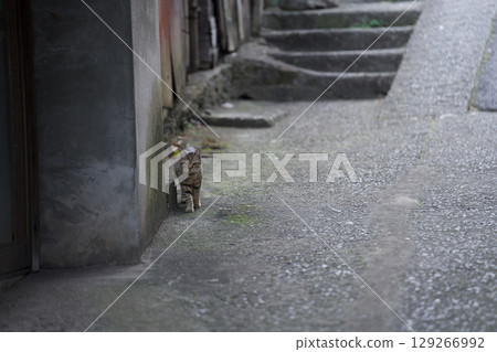 The cat in the alley is looking at me 129266992