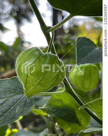 燈籠果的果實 129266997