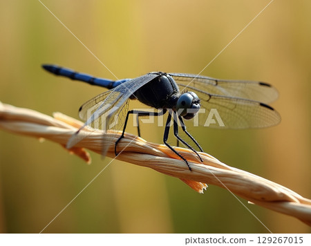 Macro Shot of a Blue Dragonfly Perched on a Dried Stem with a Shallow Depth of Field Macro Shot of a Blue Dragonfly Perched on a Dried Stem with a Shallow Depth of Field 129267015