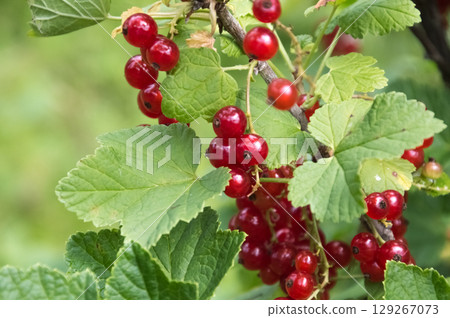 Ripe red currant berries on a branch in the garden. Ripe red currant berries on a branch in the garden. 129267073