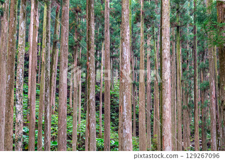 Sugiyama Yakushima, the Island Where Gods Dwell (November) Sugiyama Yakushima, the Island Where Gods Dwell (November) 129267096