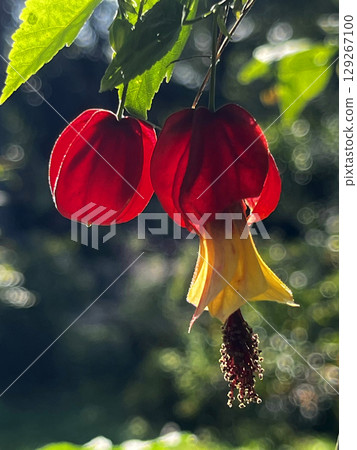 散景的紅色燈籠花特寫 散景的紅色燈籠花特寫 129267100