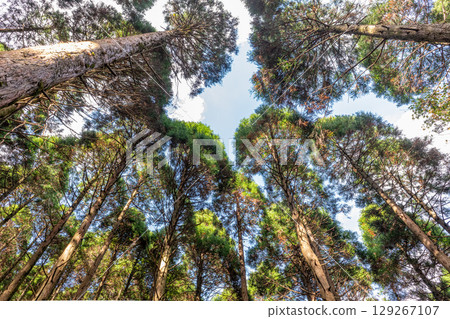 Sugiyama Yakushima Offshore Alps (November) 129267107
