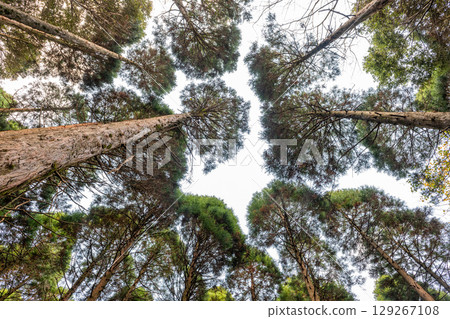 杉山屋久島近海阿爾卑斯山脈(十一月) 杉山屋久島近海阿爾卑斯山脈(十一月) 129267108